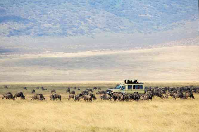 A group of elephants walking in the African savanna